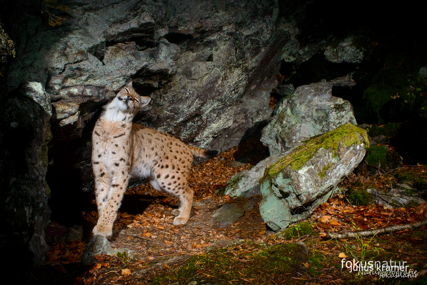 Luchs (Lynx lynx) an der Markierstelle