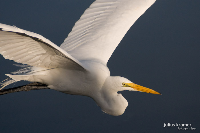 Silberreiher (Egretta alba)