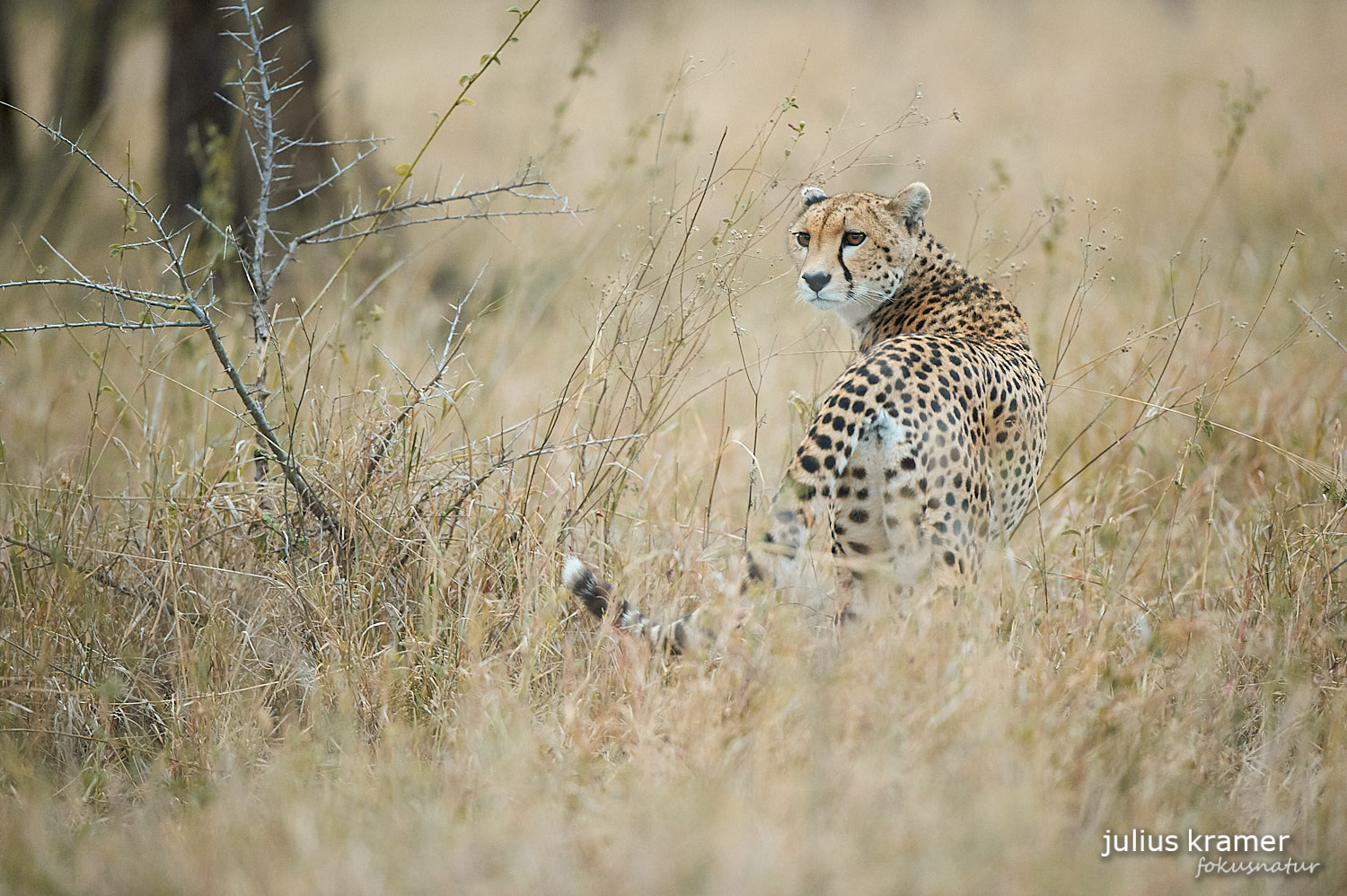 Gepard in der Savanne