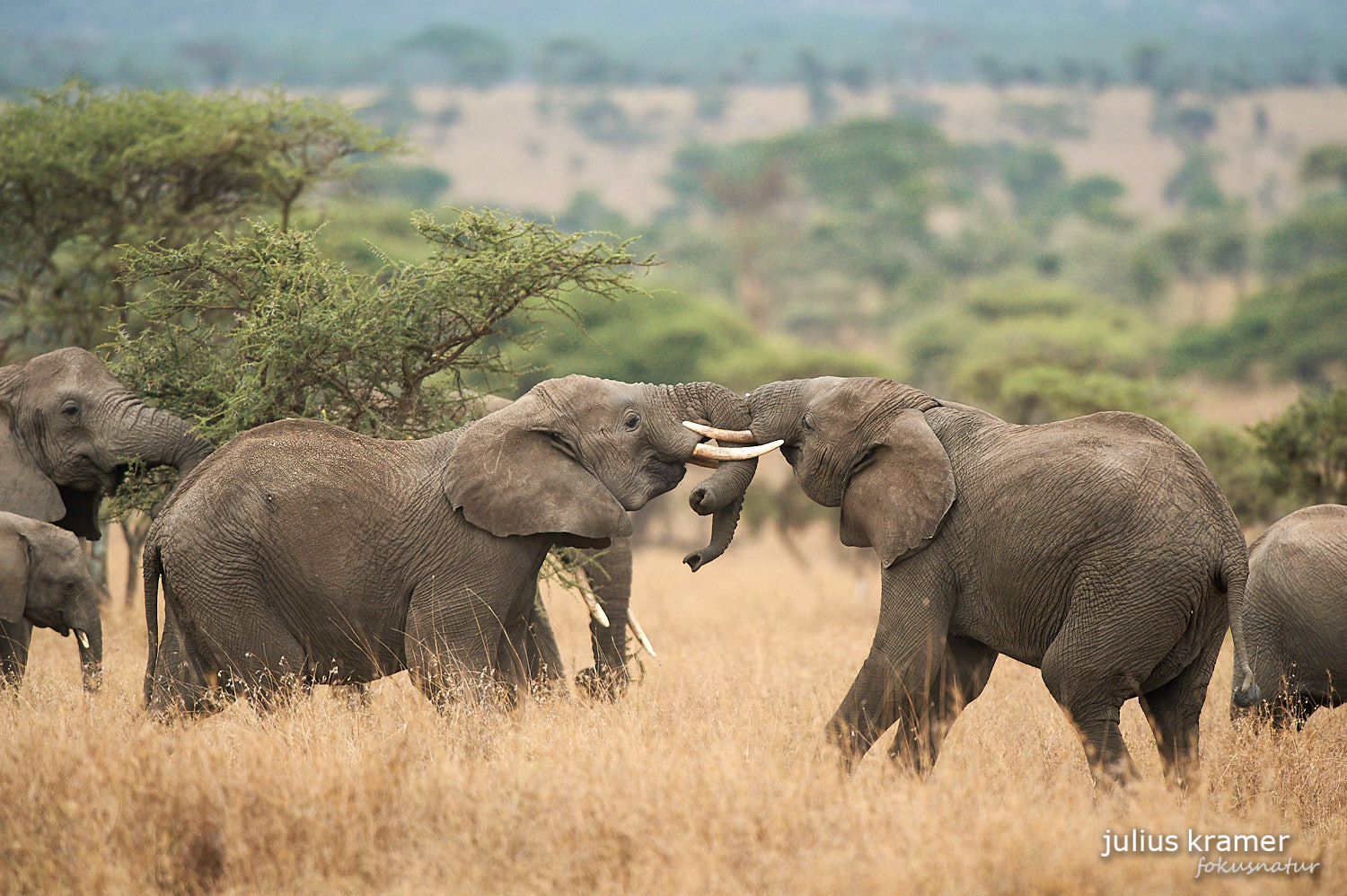 Afrikanischer Elefant (Loxodonta africana)