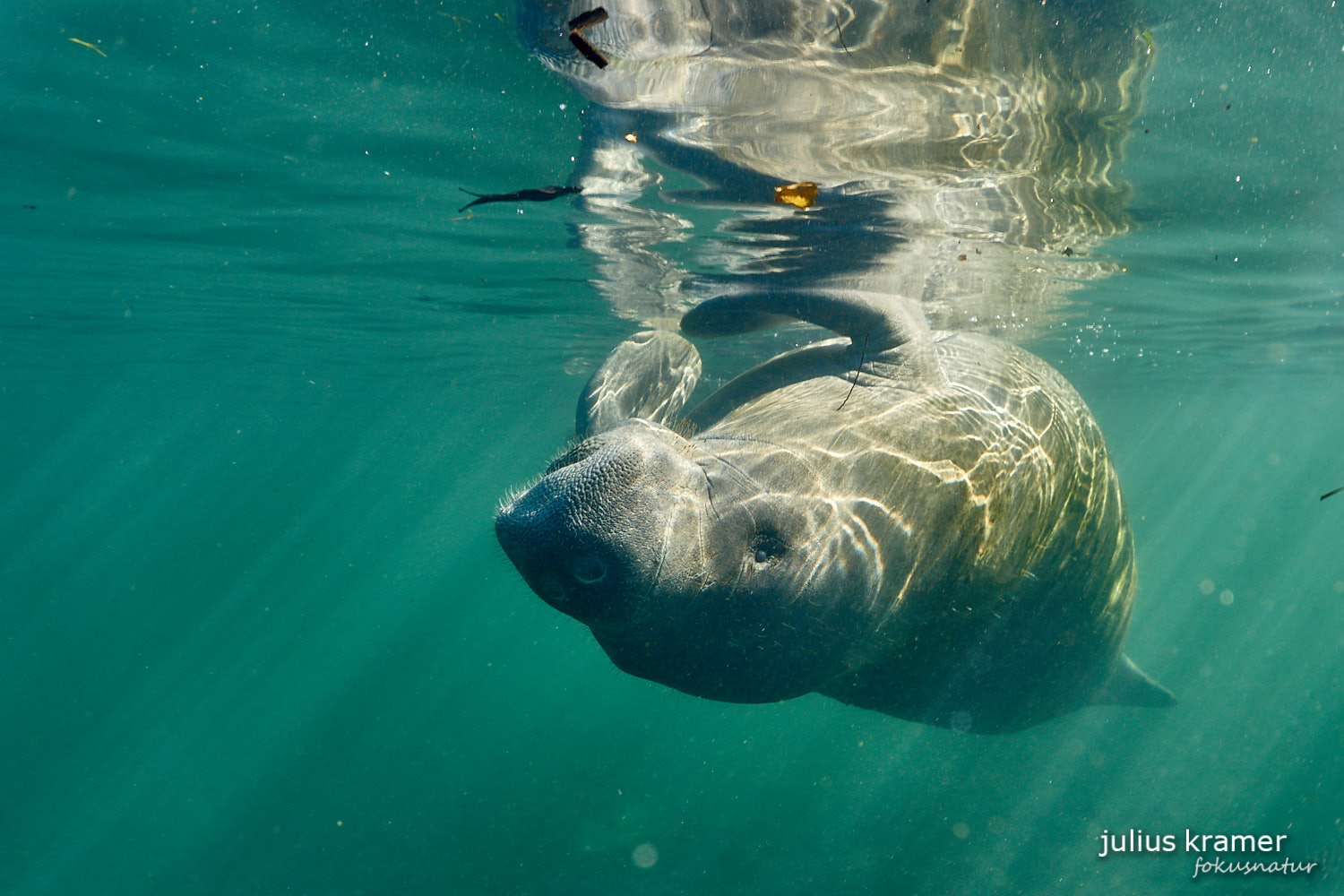 Karibik-Manati (Trichechus manatus)