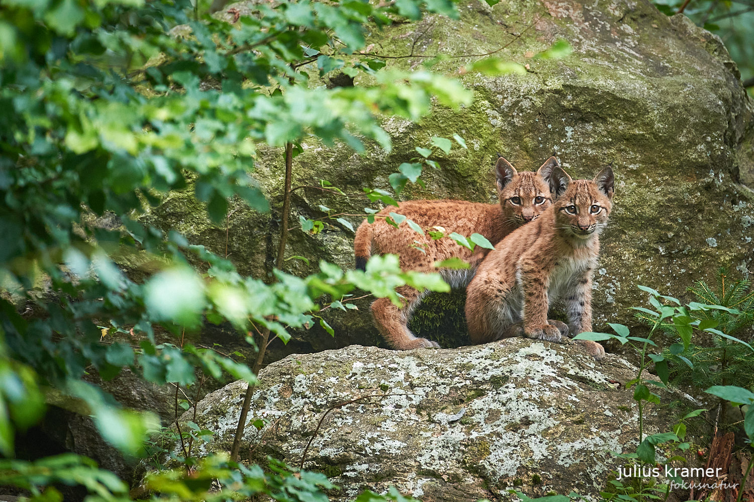 Jungluchse (Lynx lynx)