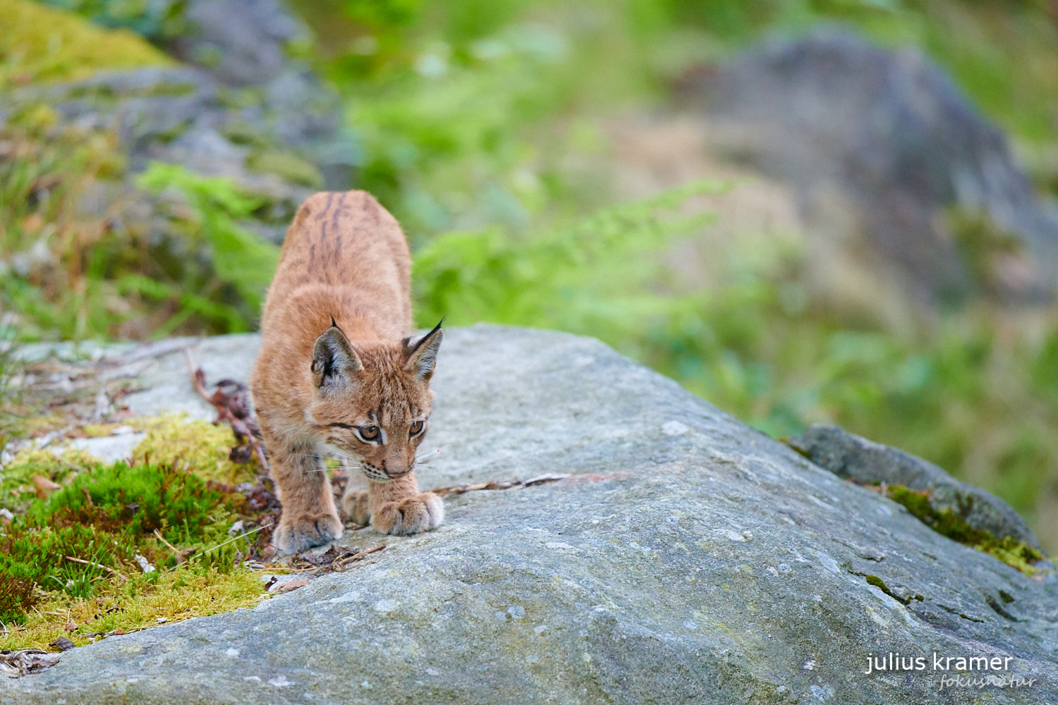 Jungluchs (Lynx lynx)