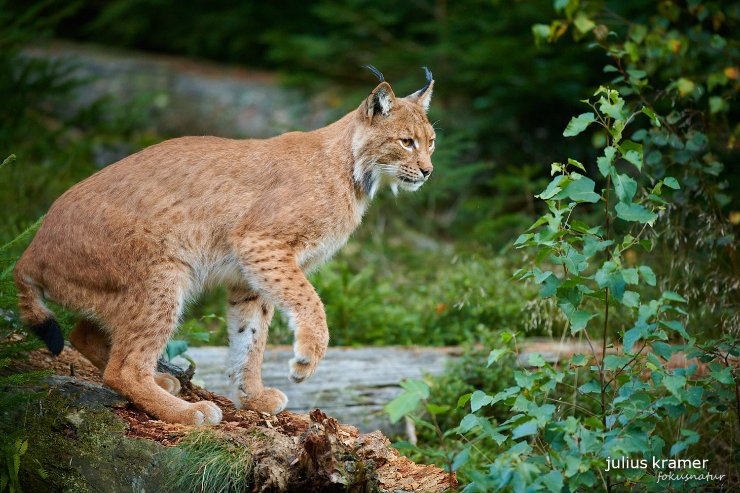 Eurasischer Luchs (Lynx lynx)