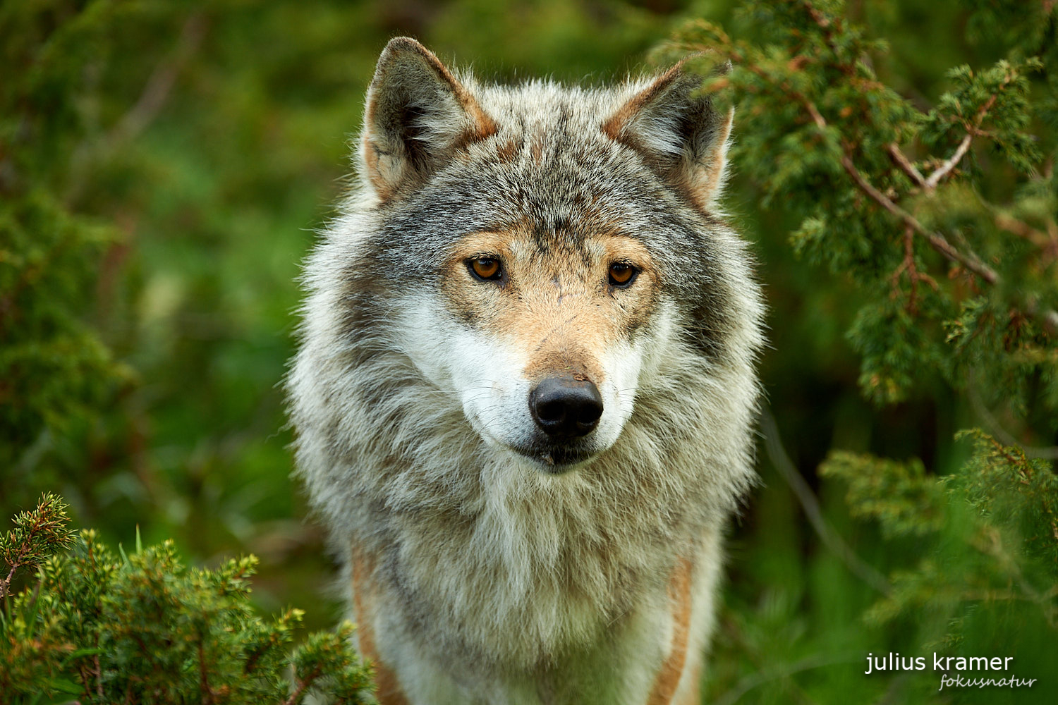 Europäischer Wolf (Canis lupus)