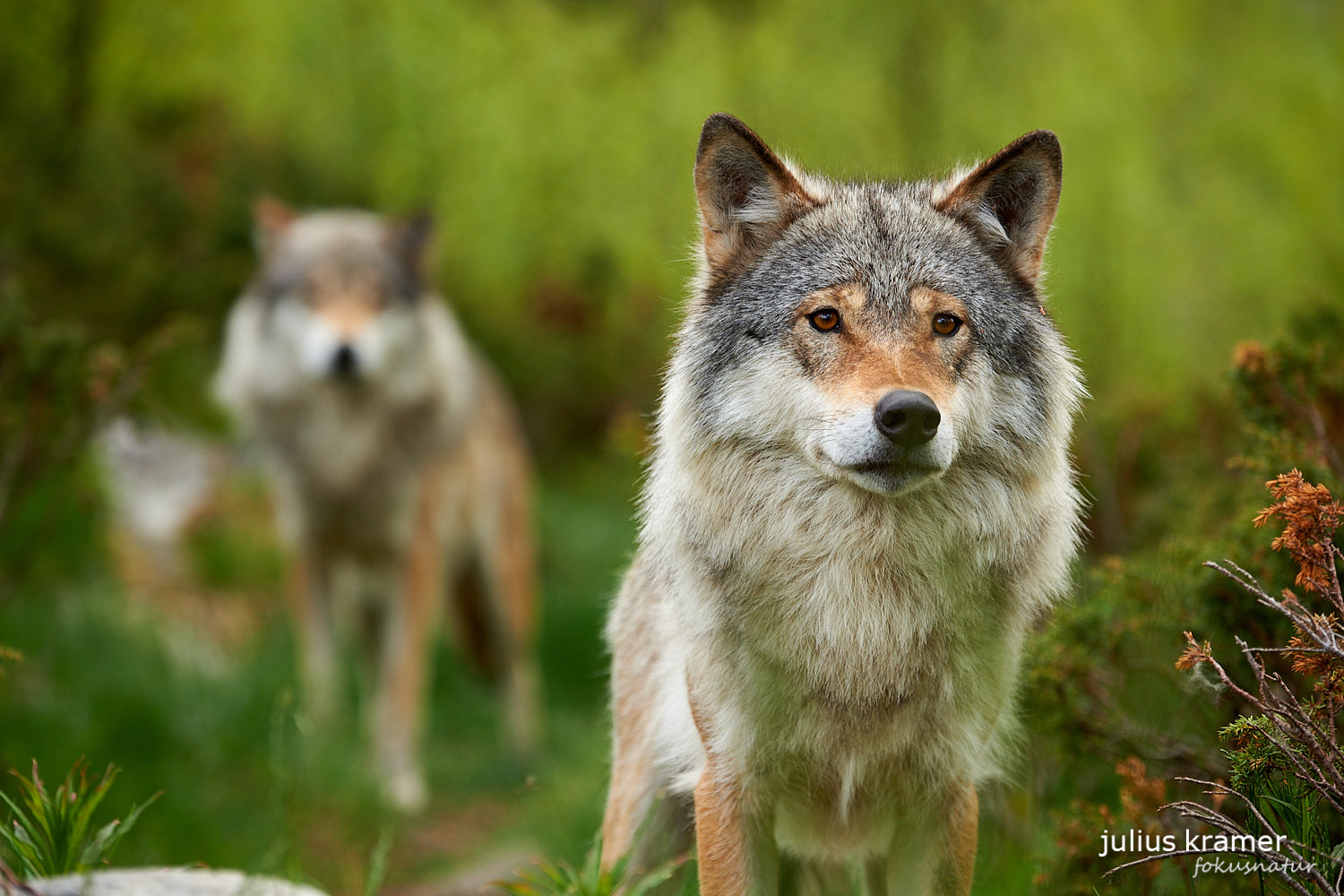 Europäischer Wolf (Canis lupus)