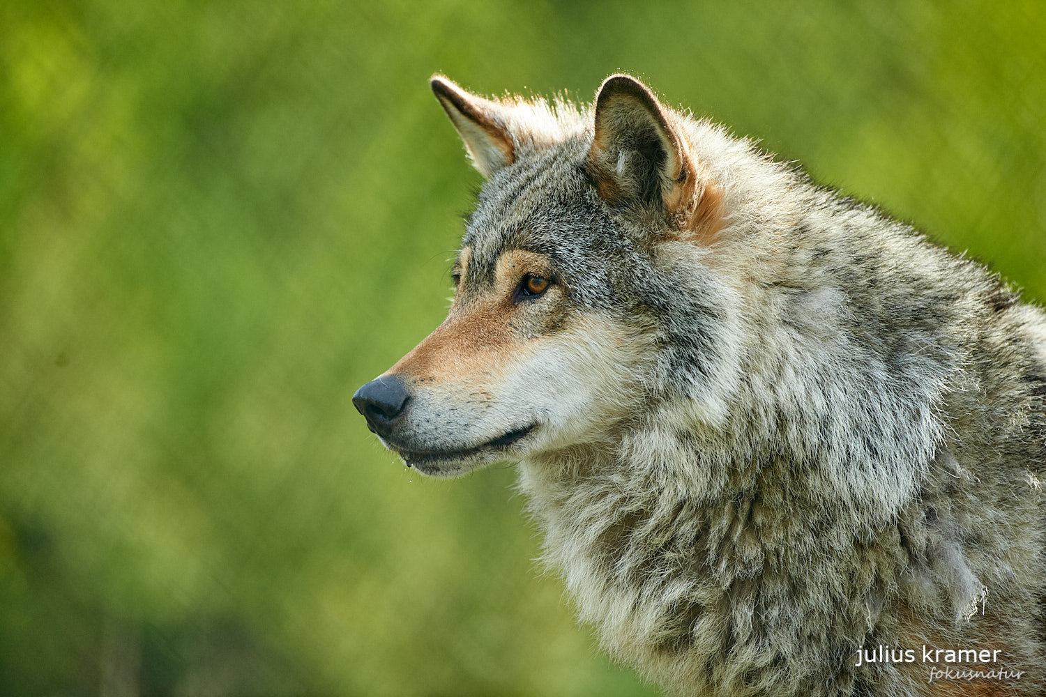 Europäischer Wolf (Canis lupus)