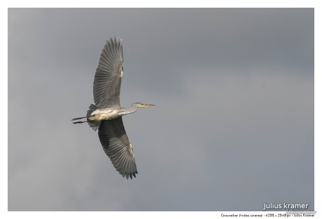 Graureiher (Ardea cinerea)