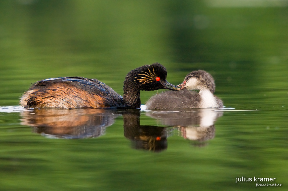 Schwarzhalstaucher (Podiceps nigricollis)