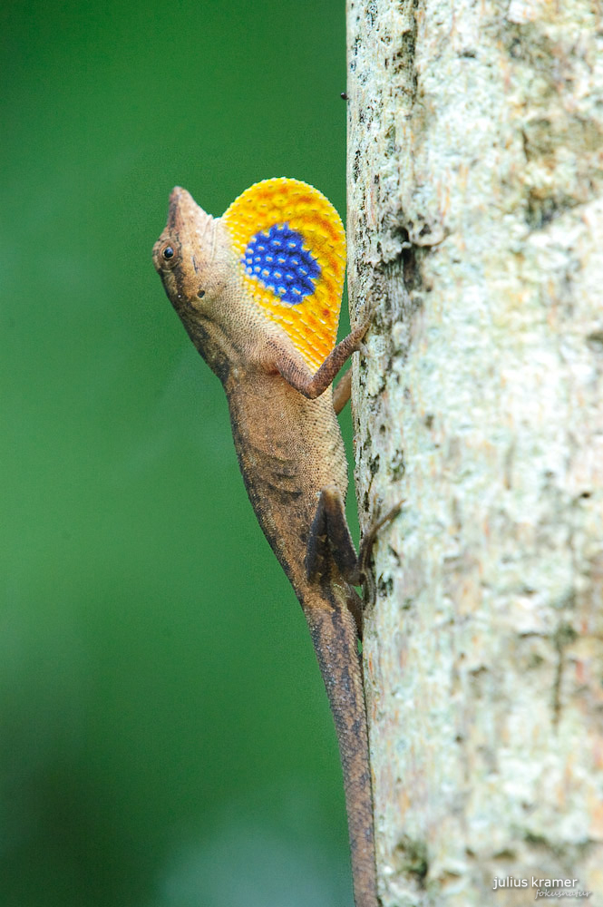 Seidenanolis Norops sericeus_4