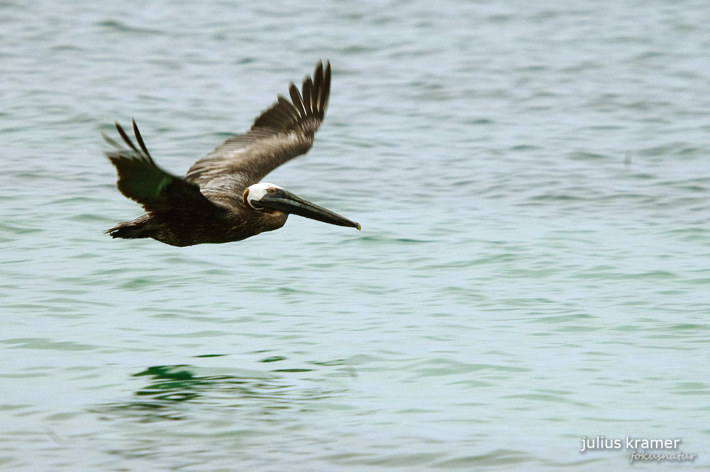 Braunpelikan (Pelecanus occidentalis)