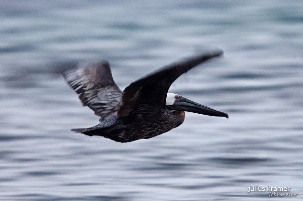 Braunpelikan (Pelecanus occidentalis)