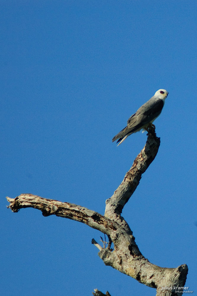 Weißschwanzaar (Elanus leucurus majusculus)