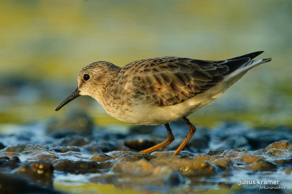 Wiesenstrandläufer (Calidris minutilla)