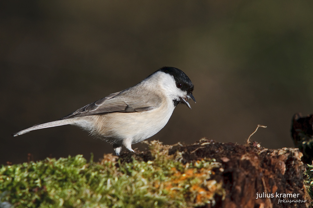 Sumpfmeise (Poecile palustris)