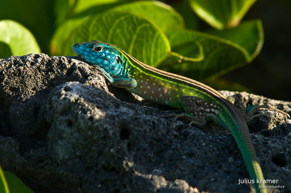 Rennechse (Cnemidophorus lemniscatus)