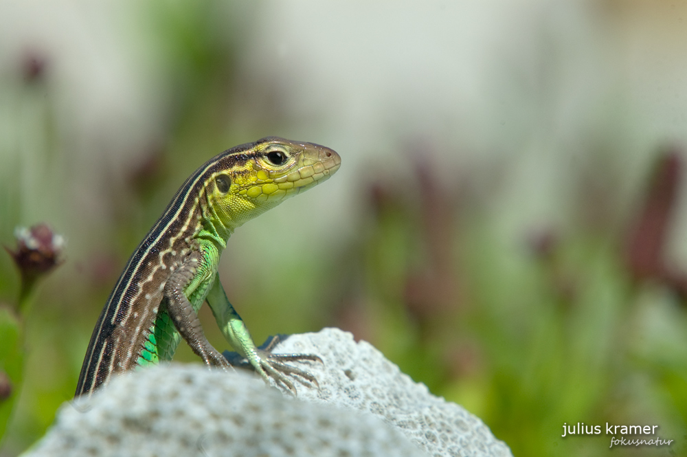 Rennechse (Cnemidophorus lemniscatus)