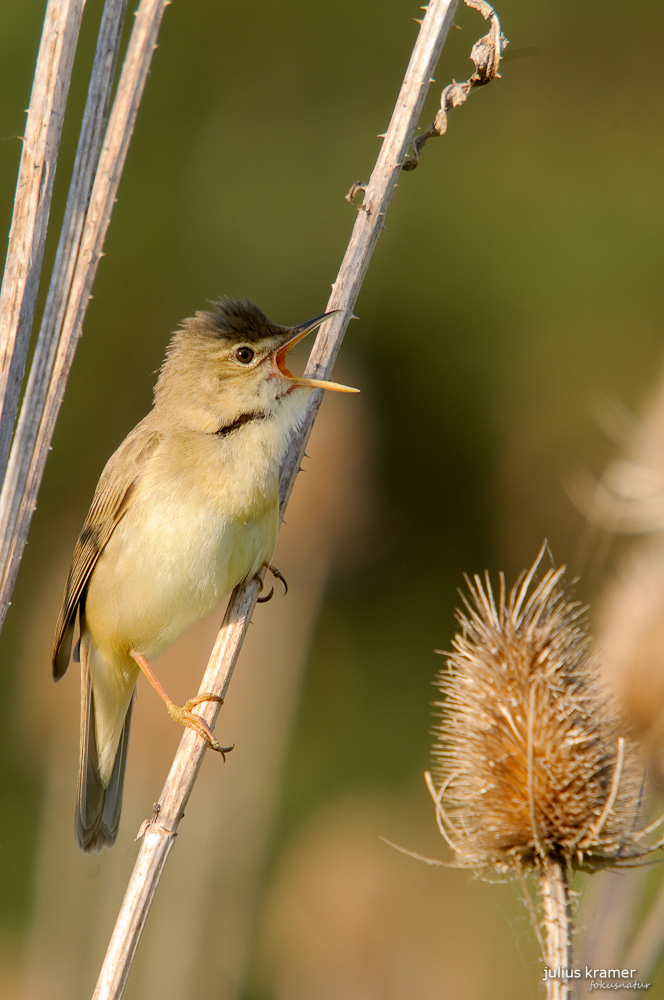 Sumpfrohrsänger (Acrocephalus palustris)