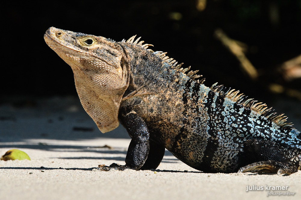 Schwarzer Leguan (Ctenosaura similis)