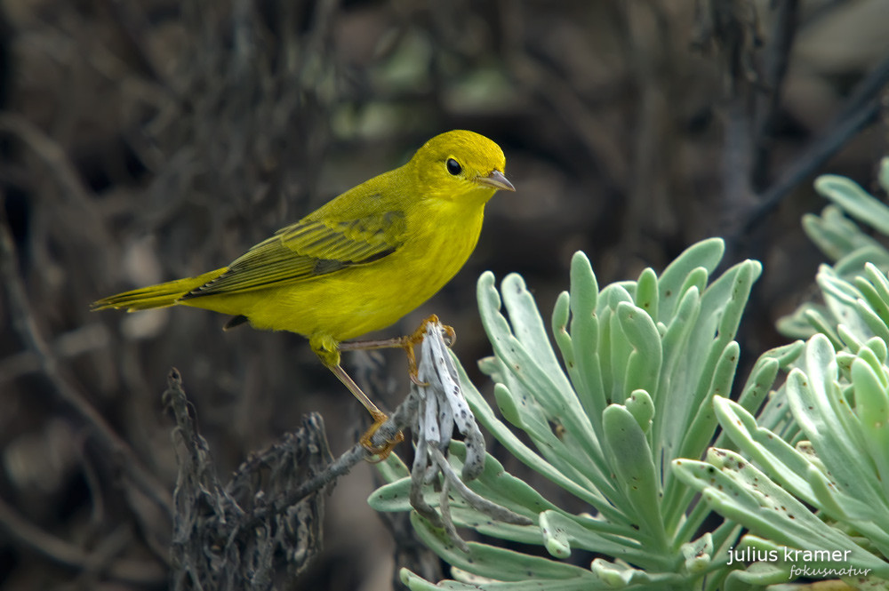 Goldwaldsänger (Dendroica petechia)