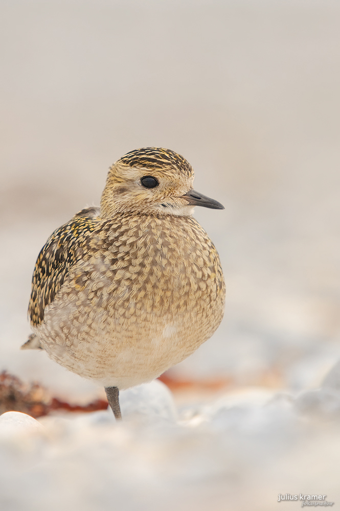 Goldregenpfeifer (Pluvialis apricaria)