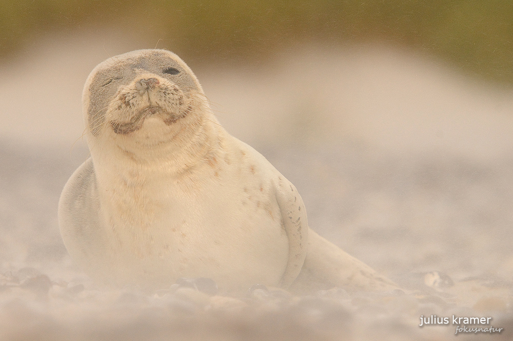 Seehund (Phoca vitulina) im Sandsturm