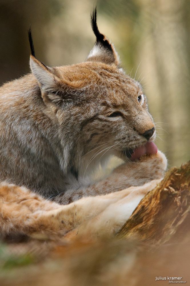 Luchs (Lynx lynx)