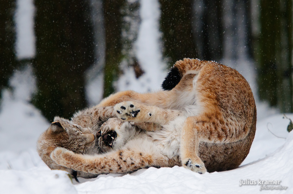 Spielende Luchse im Schnee