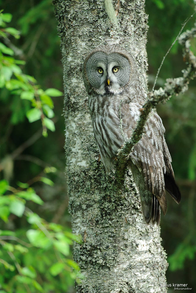 Bartkauz (Strix nebulosa)