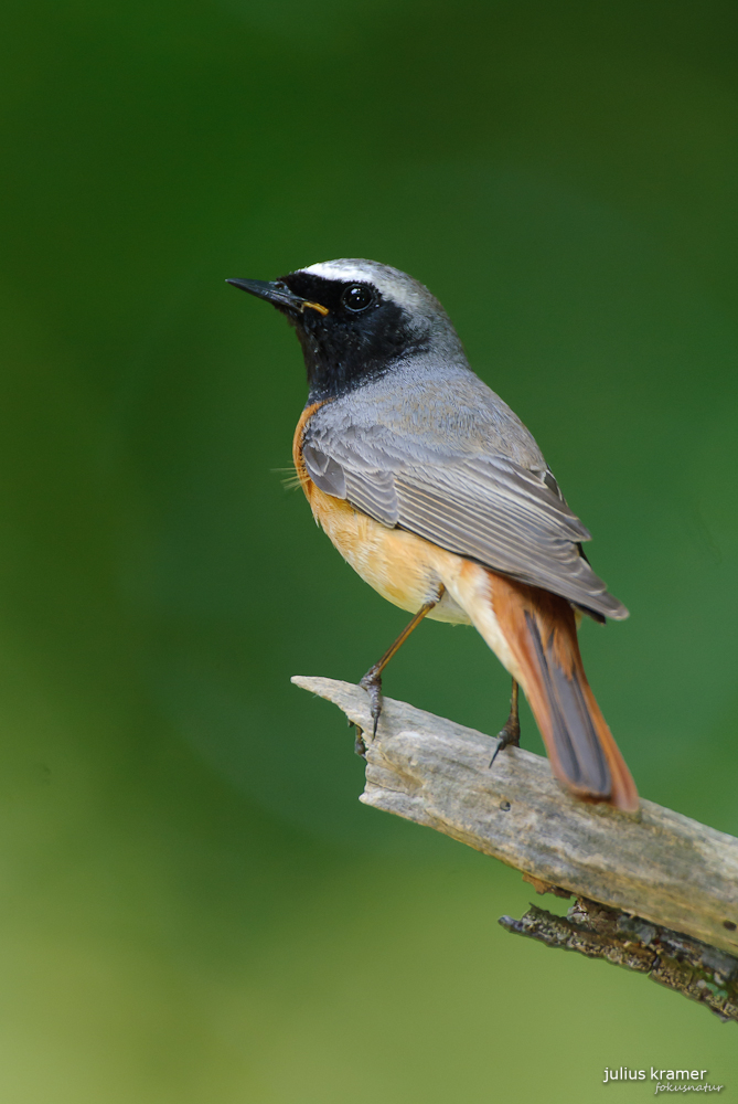 Gartenrotschwanz (Phoenicurus phoenicurus)