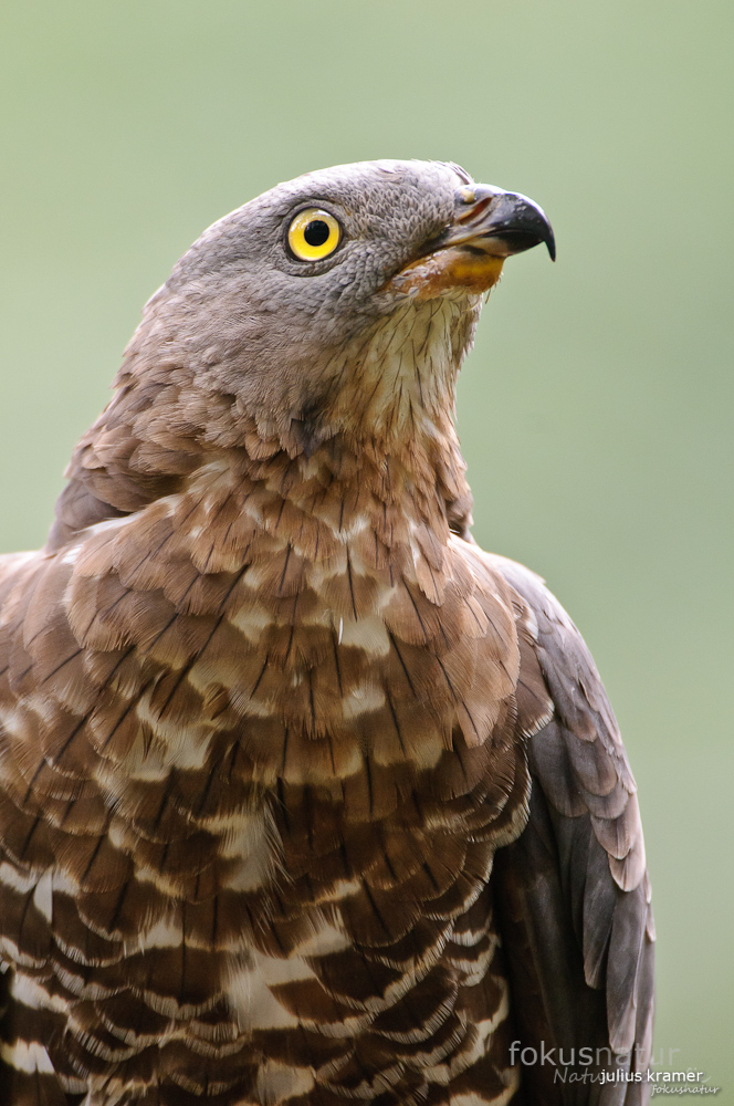 Wespenbussard (Pernis apivorus)