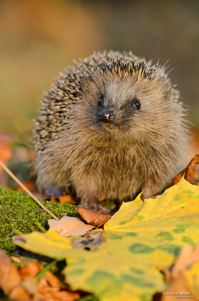 Igel (Erinaceus europaeus)