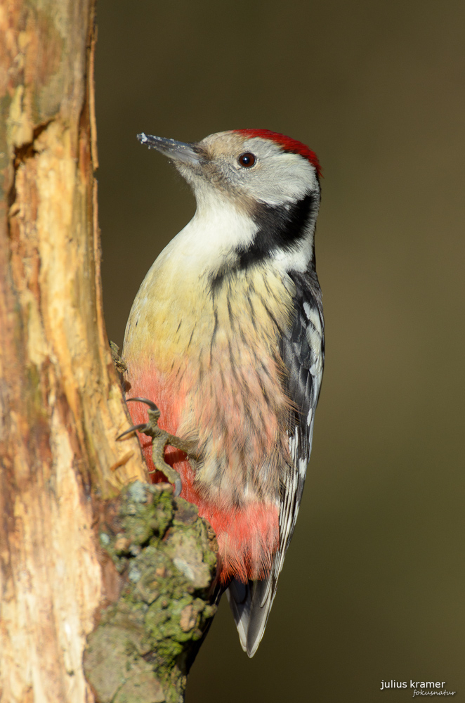 Mittelspecht (Dendrocopos medius)