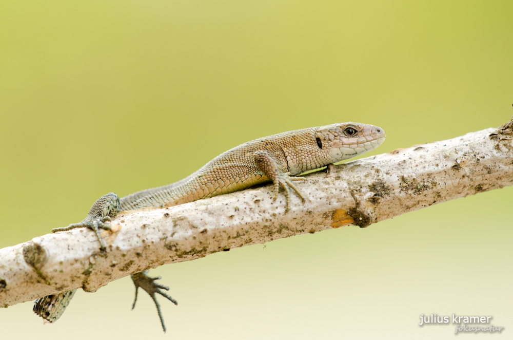 Waldeidechse (Zootoca vivipara)