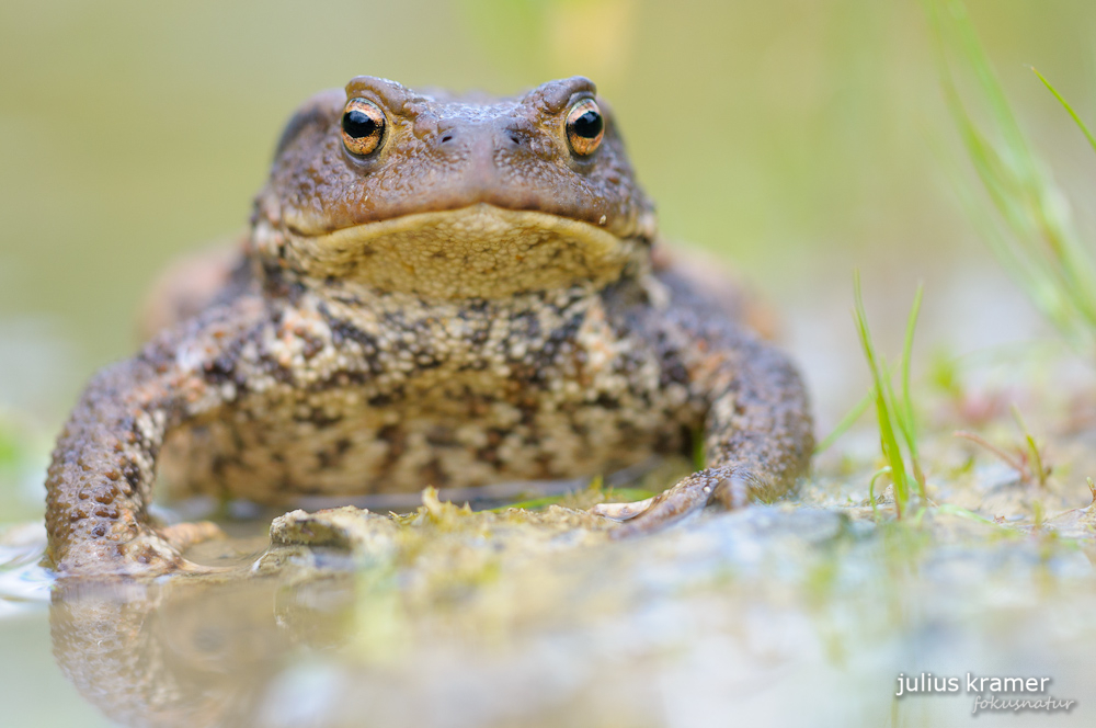 Erdkröte (Bufu bufo)