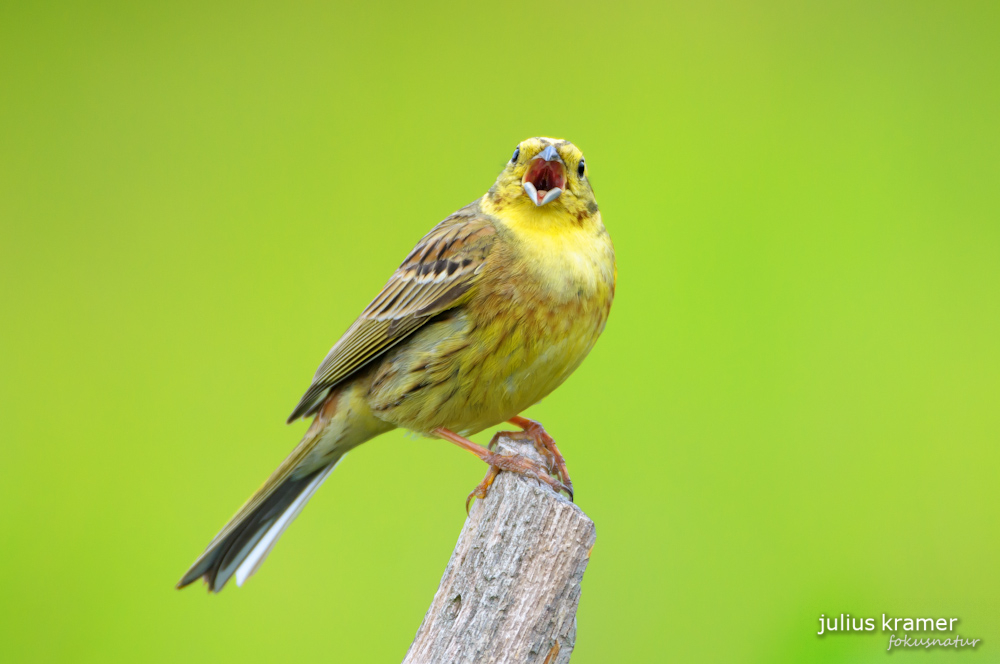 Goldammer (Emberiza citrinella)