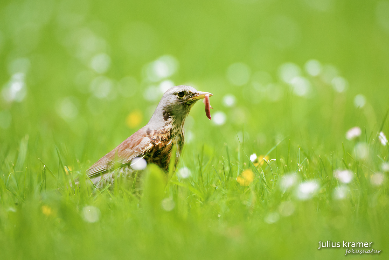 Wacholderdrossel (Turdus pilaris)