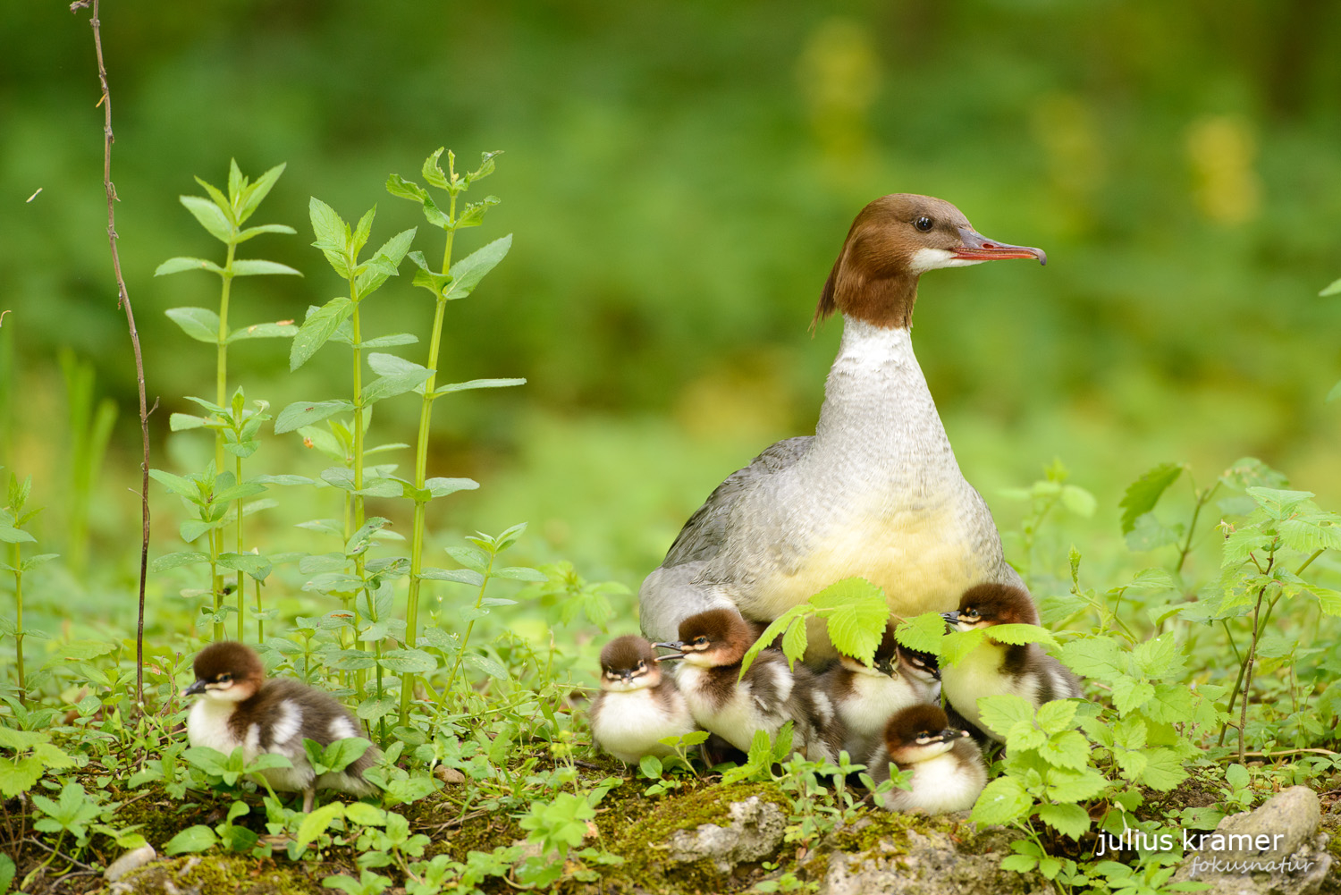 Gänsesäger (Mergus merganser)