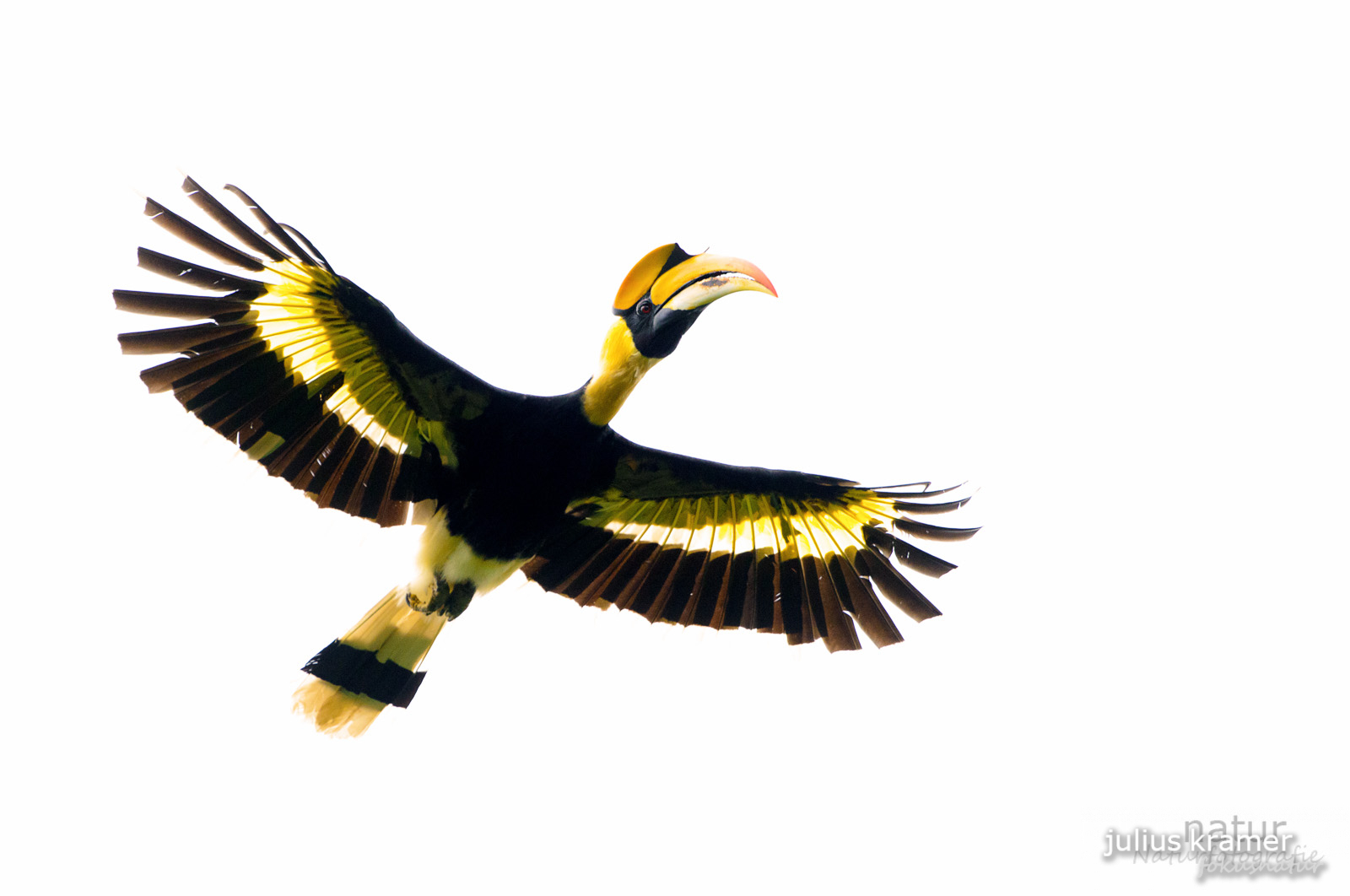 Doppelhornvogel (Buceros bicornis)