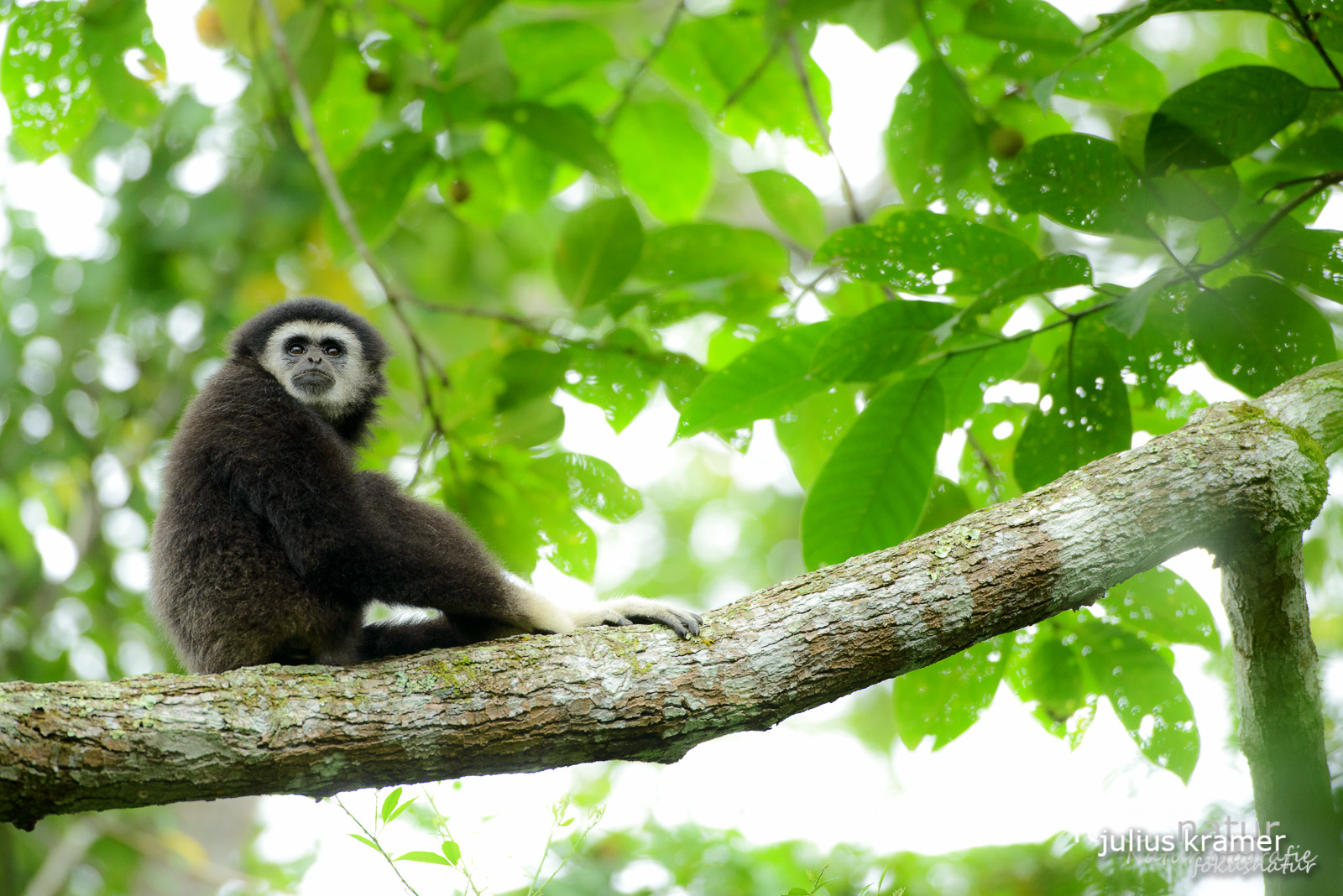 Weißhandgibbon (Hylobates lar)