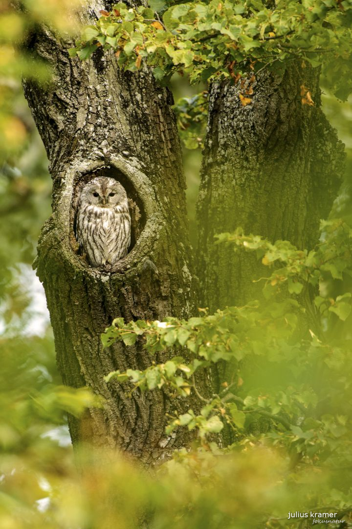 Waldkauz (Strix aluco)