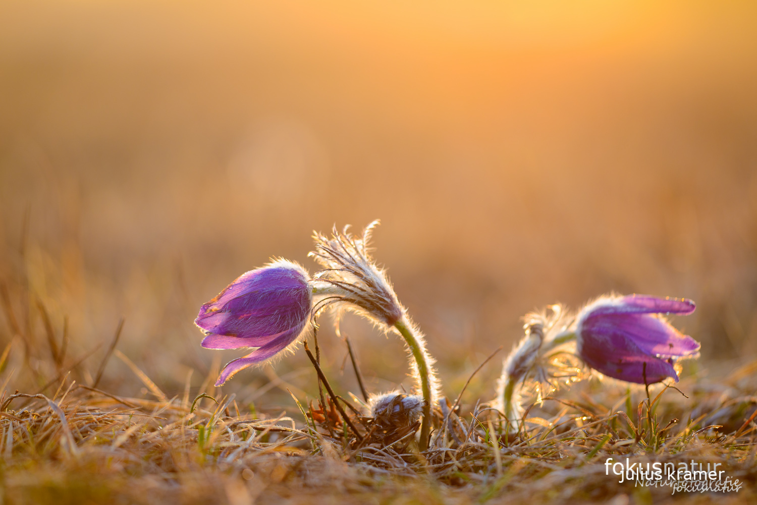 Finger-Kuhschelle (Pulsatilla patens)