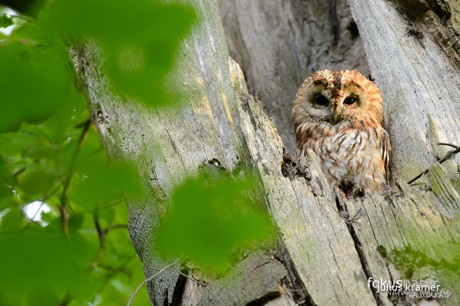 Waldkauz (Strix aluco)