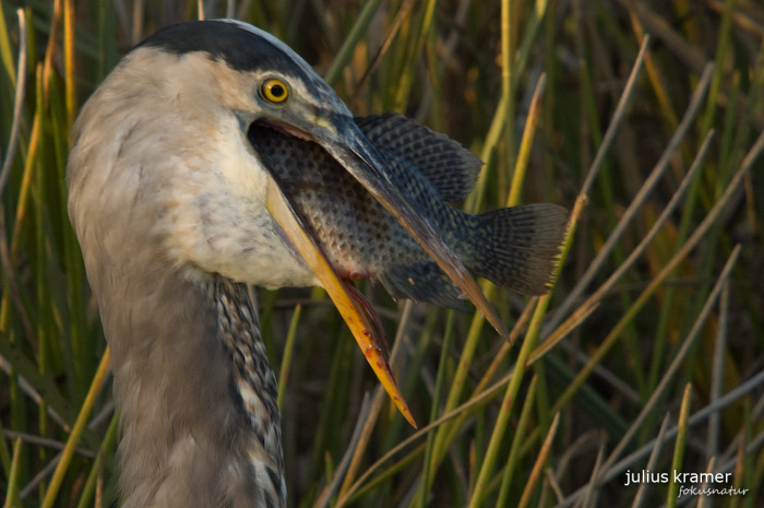 Kanadareiher (Ardea herodias)