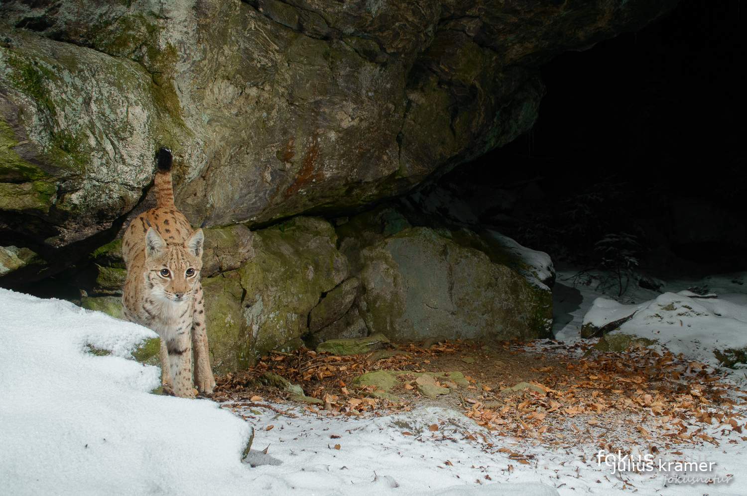 Luchs (Lynx lynx) an der Markierstelle