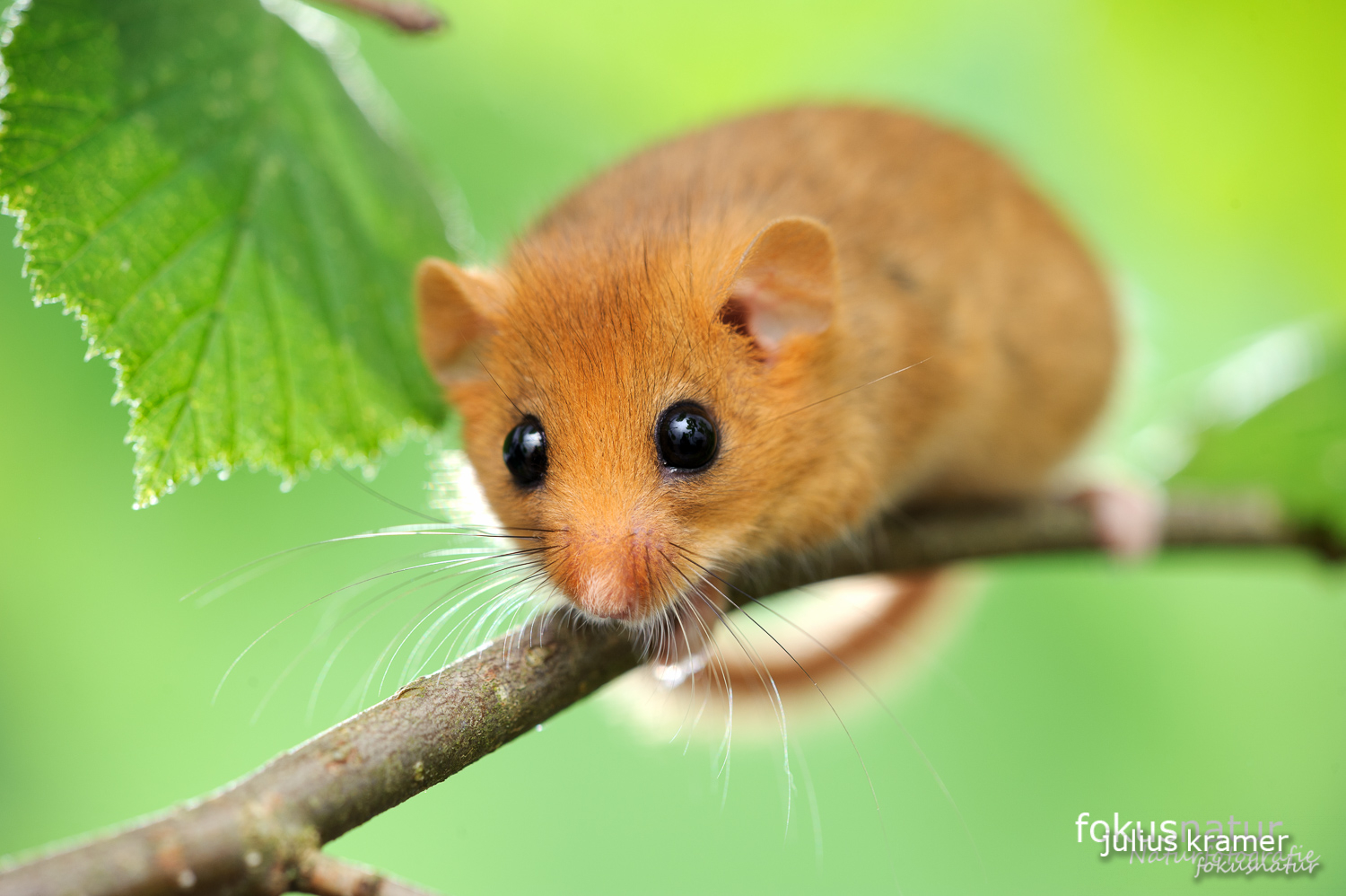 Haselmaus (Muscardinus avellanarius) im Gebüsch