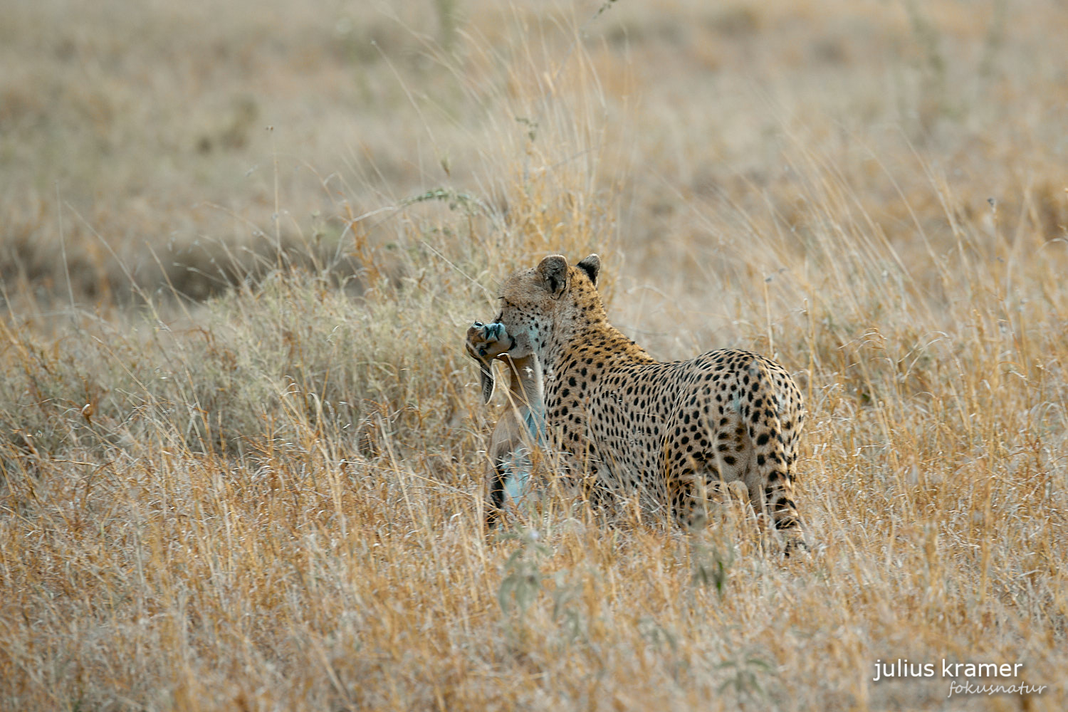 Gepard mit Beute