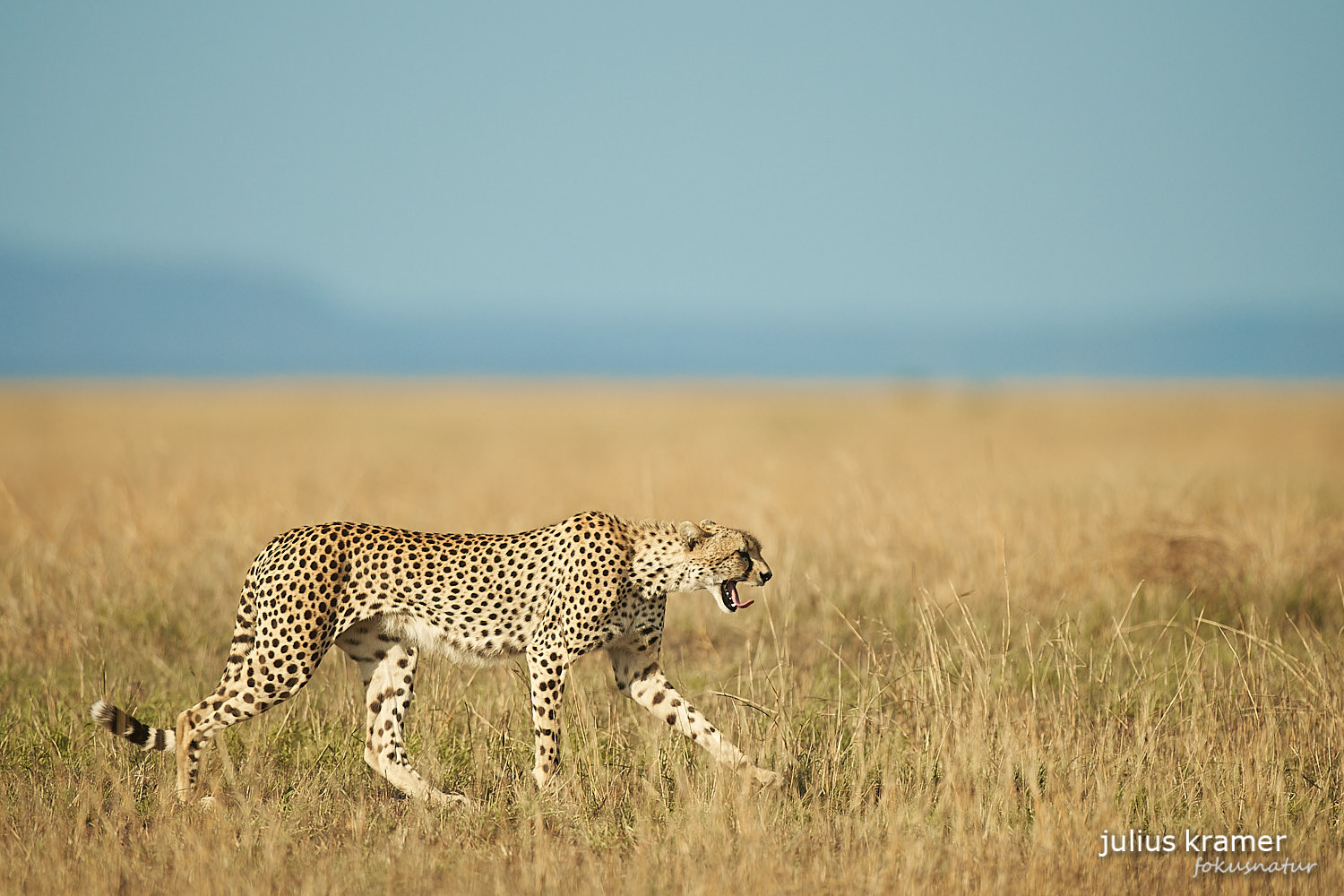 Gähnender Gepard