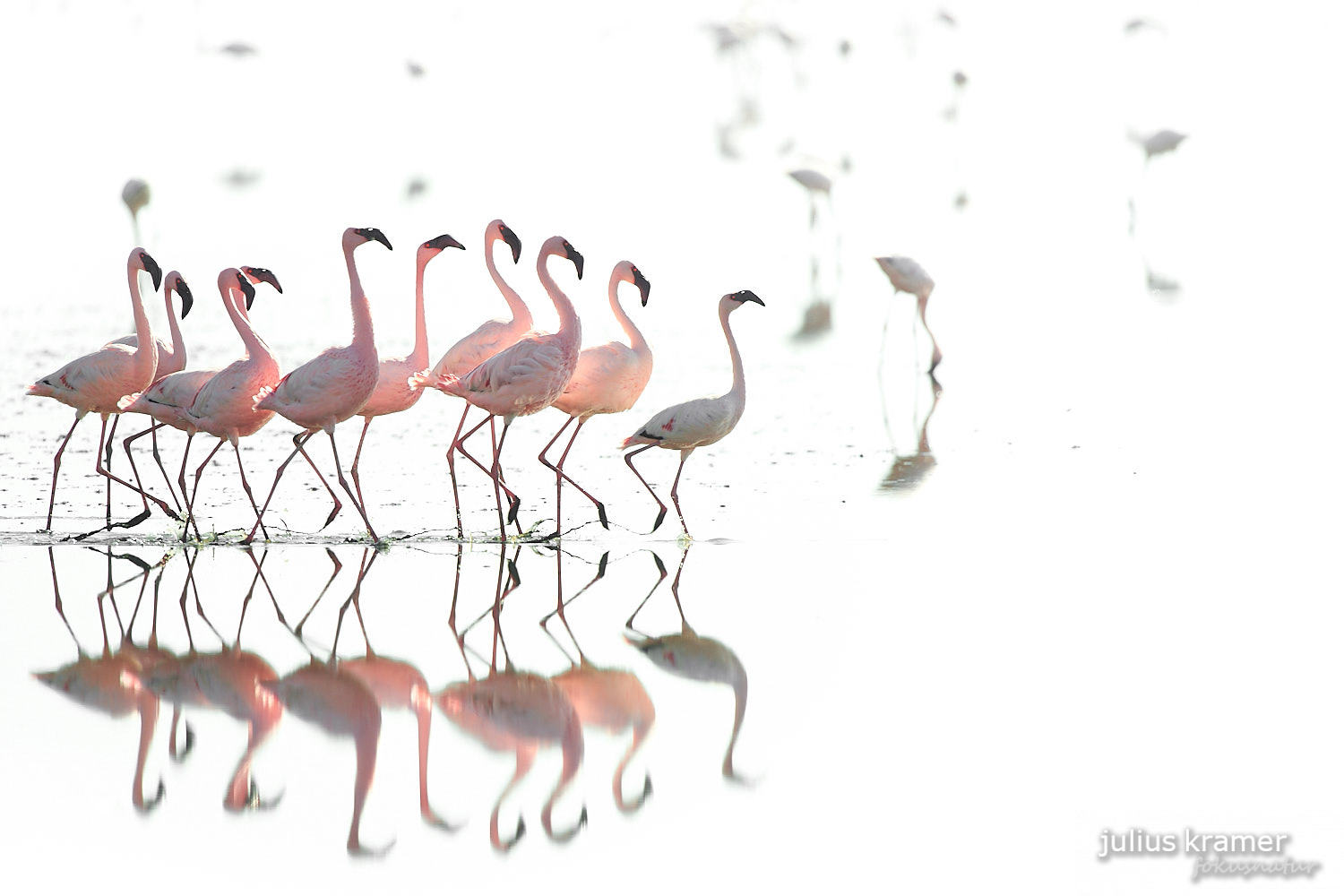 Zwergflamingos am Lake Natron