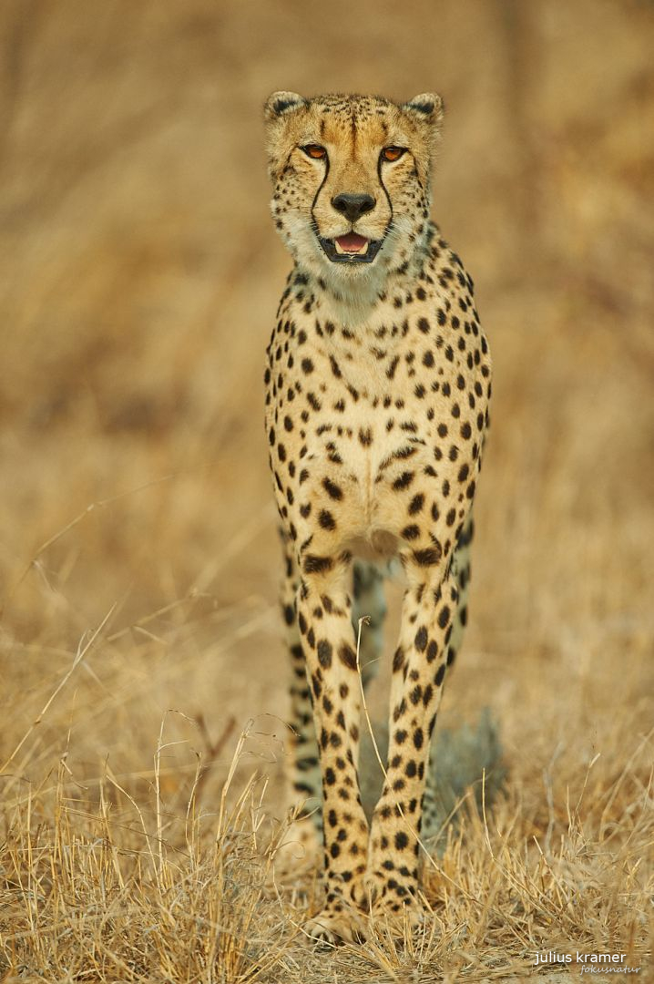 Gepard (Acinonyx jubatus)